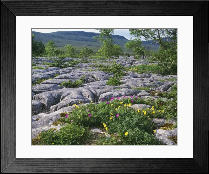 Framed Print : Limestone Pavement Bloody Cranesbill, Scar Close NNR. Yorkshire Dales National Park