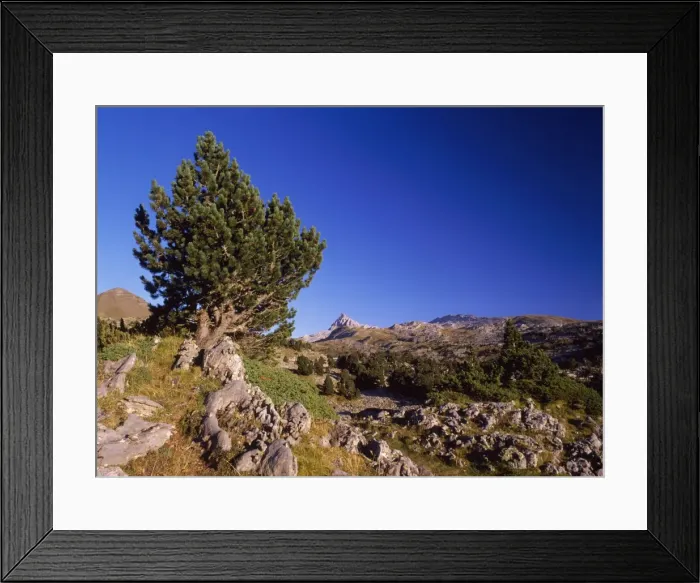 Framed Print : Mountain Pine - tree form of Pinus mugo Col De St. Pyrenees Framed Print : Mountain Pine - tree form of Pinus mugo Col De St. Pyrenees