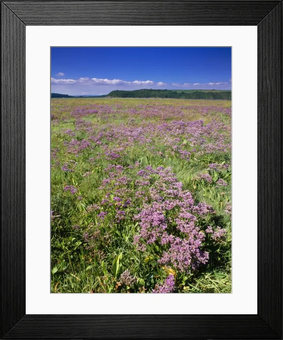 Framed Print : Sea Lavendar - on saltmarsh Laugharne Sands Taf Estuary, South Wales Framed Print : Sea Lavendar - on saltmarsh Laugharne Sands Taf Estuary, South Wales