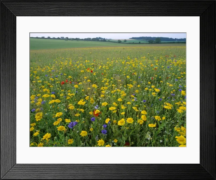 Framed Print : Meadow Flowers - Corn Maigold, Cornflower, Poppies. Ringstead, Norfolk, UK Framed Print : Meadow Flowers - Corn Maigold, Cornflower, Poppies. Ringstead, Norfolk, UK