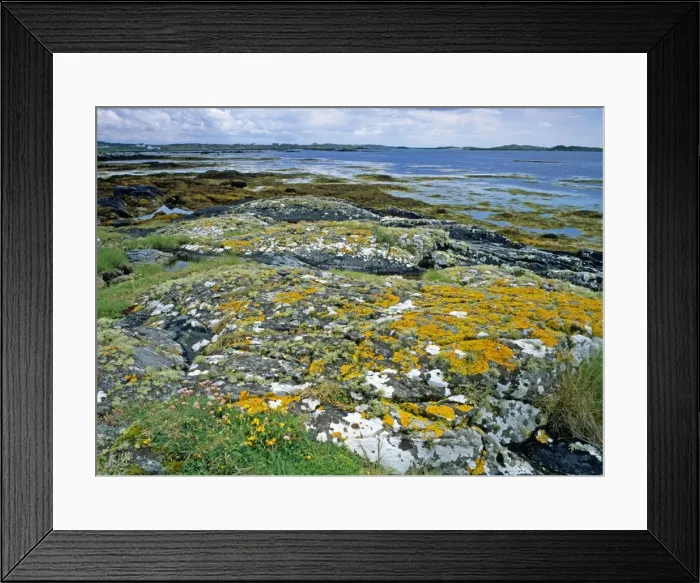 Framed Print : Lichen covered rocks and seashore at Aillebrock, Nr Clifden, Connemara, Eire Framed Print : Lichen covered rocks and seashore at Aillebrock, Nr Clifden, Connemara, Eire