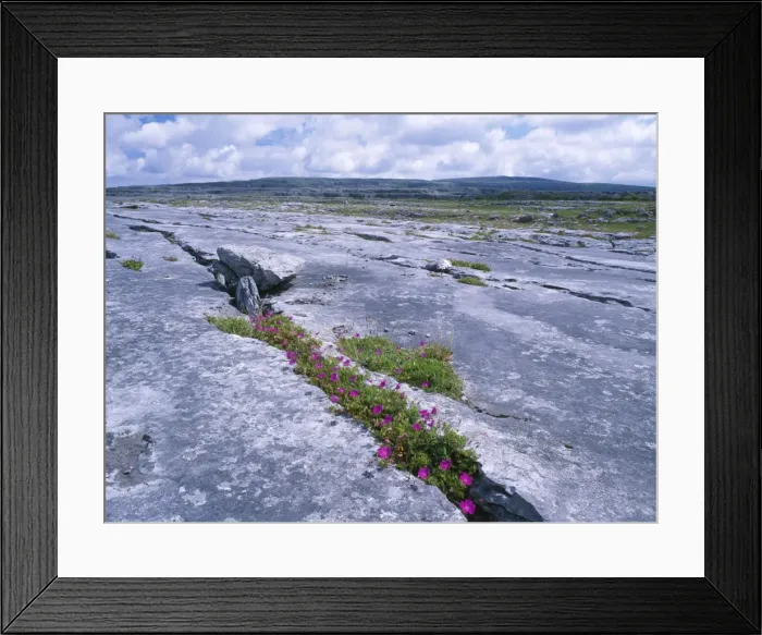 Framed Print : Ireland - The Burren: Limestone pavement with Bloody Cranesbill Geranium Sanguineum Framed Print : Ireland - The Burren: Limestone pavement with Bloody Cranesbill Geranium Sanguineum