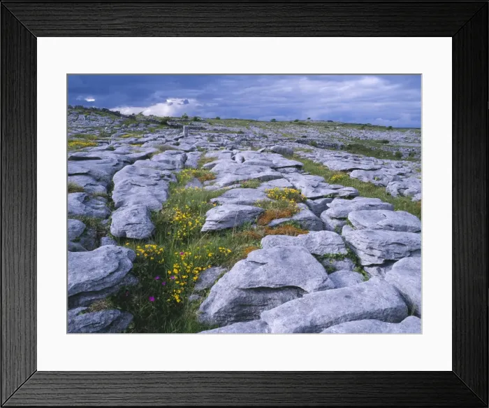 Framed Print : Ireland - The Burren: Limestone pavement, near Poulnabrone, Co. Clare. With Bird's Foot Trefoil Framed Print : Ireland - The Burren: Limestone pavement, near Poulnabrone, Co. Clare. With Bird's Foot Trefoil