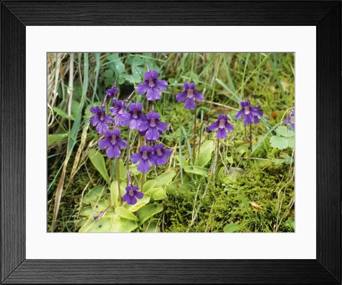 Framed Print : Large-flower Butterwort - carnivorous & insectivorous Pyrenees Framed Print : Large-flower Butterwort - carnivorous & insectivorous Pyrenees