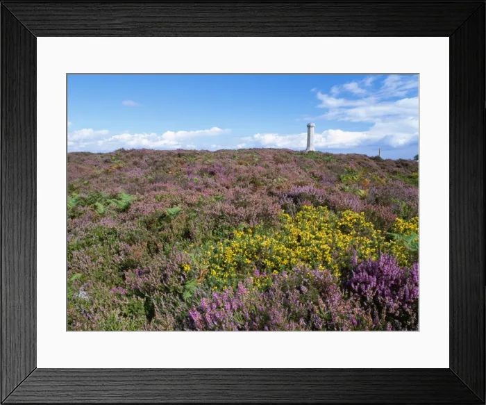 Framed Print : UK - heathland in flower at Hardy Monument with Western Gorse. Dorset, UK Framed Print : UK - heathland in flower at Hardy Monument with Western Gorse. Dorset, UK