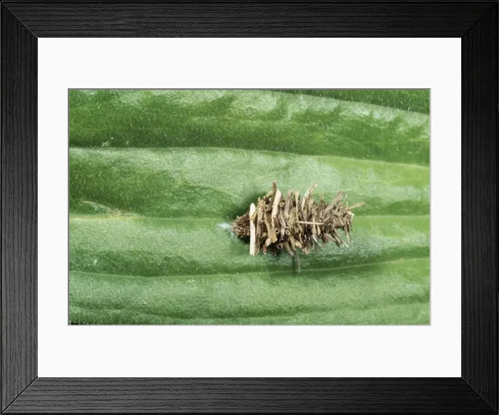 Framed Print : Bagworm Psychid Moth - larval in camouflaged pupal case. Fam: Psychidae Framed Print : Bagworm Psychid Moth - larval in camouflaged pupal case. Fam: Psychidae