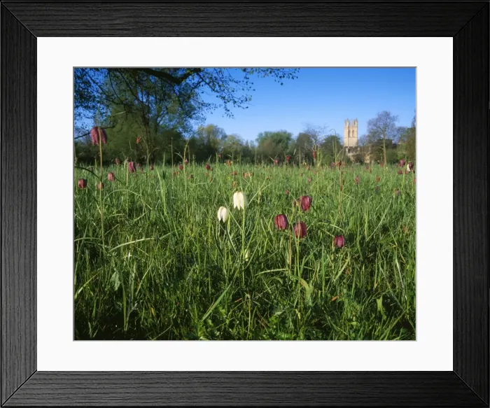 Framed Print : Fritillaries - in Magdalen meadow Oxford, UK