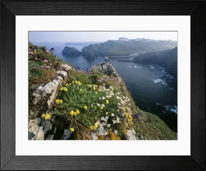 Framed Print : Cornwall - spring flowers Red Campion, Kidney Vetch. Mullion Cove, Lizard, Cornwall, UK Framed Print : Cornwall - spring flowers Red Campion, Kidney Vetch. Mullion Cove, Lizard, Cornwall, UK