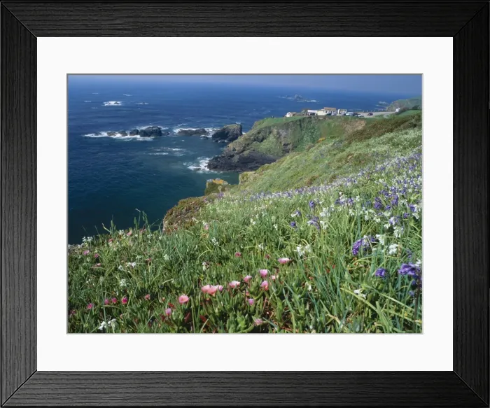 Framed Print : Cornwall - three-cornered leek & hottentot fig, both non native. Bluebells Lizard point, Cornwall, UK Framed Print : Cornwall - three-cornered leek & hottentot fig, both non native. Bluebells Lizard point, Cornwall, UK