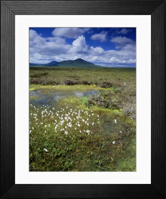 Framed Print : Scotland - blanket bog with pools, Cotton Grass, Ben Griam Beg in the background. Flow Country North Scotland Framed Print : Scotland - blanket bog with pools, Cotton Grass, Ben Griam Beg in the background. Flow Country North Scotland