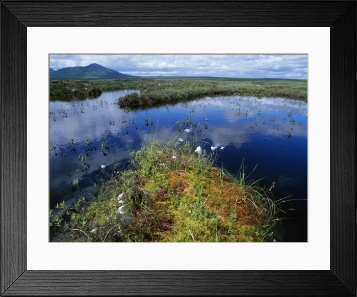 Framed Print : Scotland - bog pools with Cotton Grass, Sphagnum moss, cross-leaved heath. Flow Country at Forsinard, North East Scotland Framed Print : Scotland - bog pools with Cotton Grass, Sphagnum moss, cross-leaved heath. Flow Country at Forsinard, North East Scotland