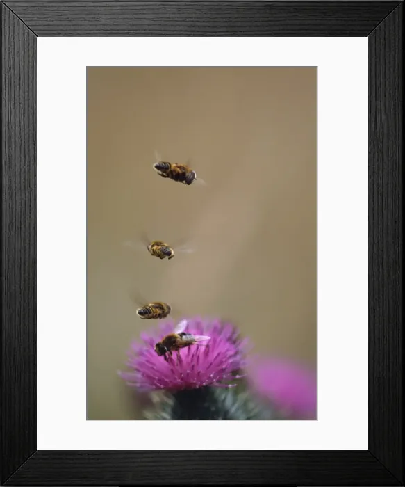 Framed Print : Hoverflies - hoverinh in column above Thistle Framed Print : Hoverflies - hoverinh in column above Thistle