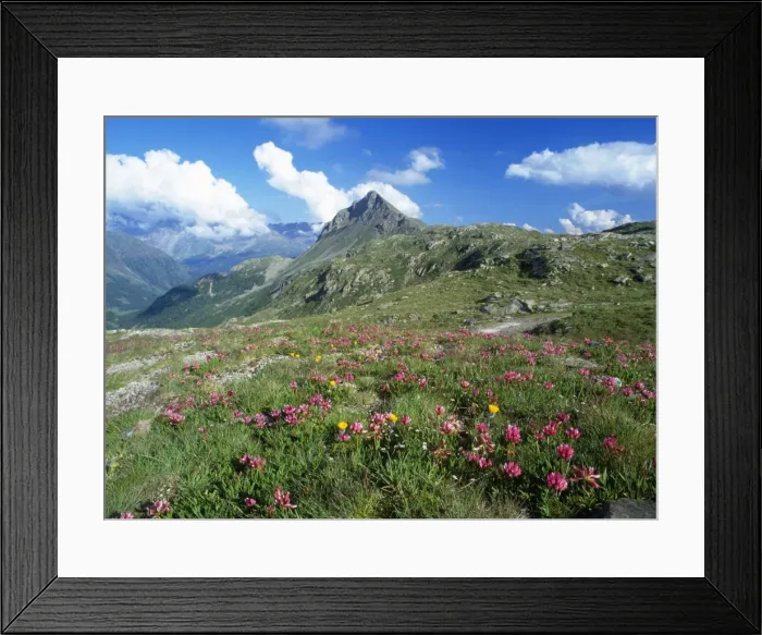 Framed Print : Switzerland - mass of flowres including Alpine Clover. Bernina Pass, Switzerland
