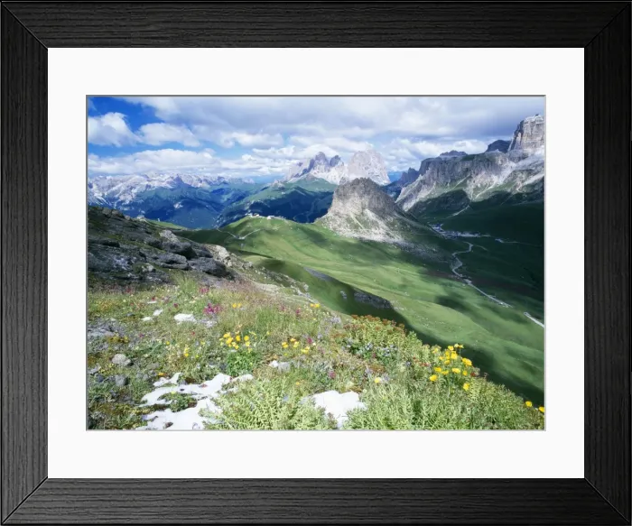 Framed Print : Italy Alpine flowers after new snow, Sella group, Dolomites, Rose-root, Lousewort Framed Print : Italy Alpine flowers after new snow, Sella group, Dolomites, Rose-root, Lousewort