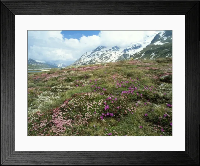 Framed Print : Switzerland - trailing Azalea with Primulas Bernina Pass, Switzerland Framed Print : Switzerland - trailing Azalea with Primulas Bernina Pass, Switzerland