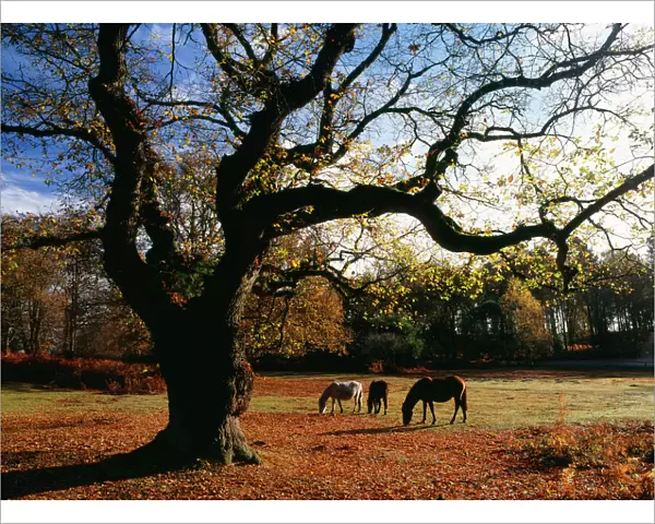 New Forest ponies grazing below old Oak, wood pasture New Forest, South Oakley, Hants, UK