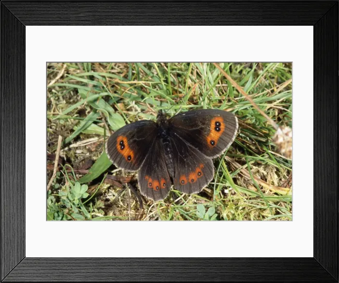 Framed Print : Scotch Argus Butterfly Scotland, UK Framed Print : Scotch Argus Butterfly Scotland, UK