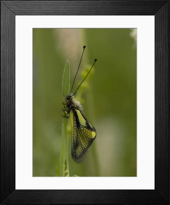 Framed Print : Ascalaphid (related to lacewings) roosting, at dawn. Predatory insect Framed Print : Ascalaphid (related to lacewings) roosting, at dawn. Predatory insect