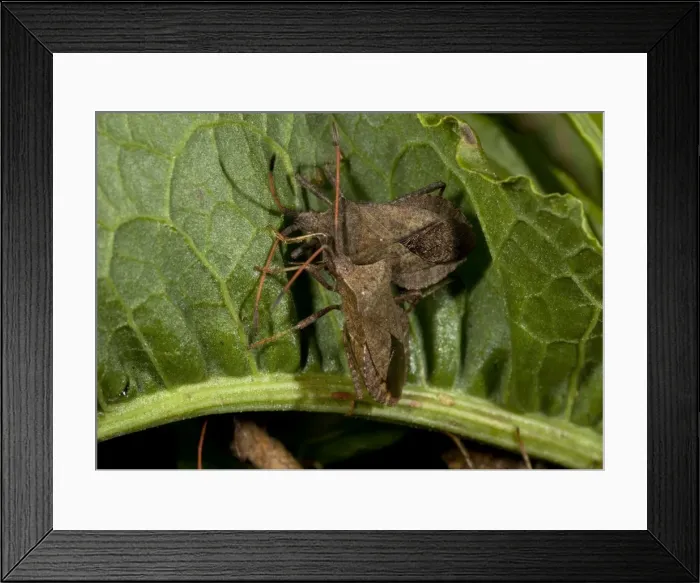 Framed Print : Squash bugs, on dock Framed Print : Squash bugs, on dock