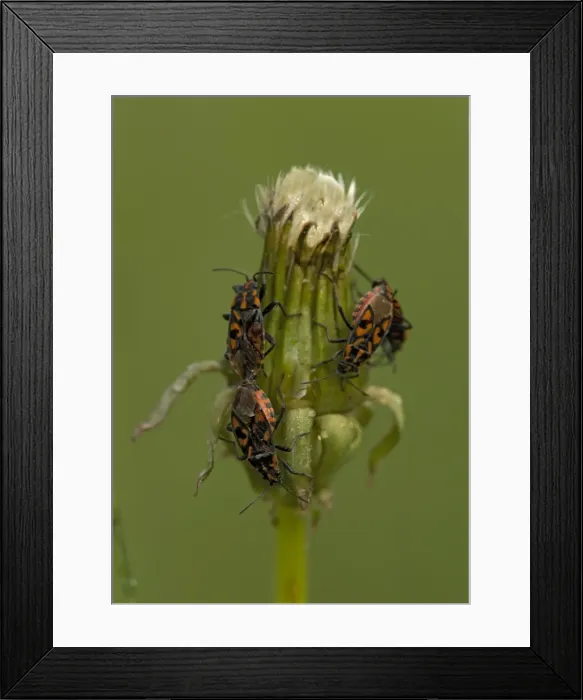 Framed Print : Ground bugs, mating; on dandelion seed-head Framed Print : Ground bugs, mating; on dandelion seed-head