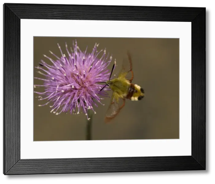 Framed Print : Broad-bordered bee hawkmoth, feeding at meadow thistle (Cirsium dissectum) Framed Print : Broad-bordered bee hawkmoth, feeding at meadow thistle (Cirsium dissectum)