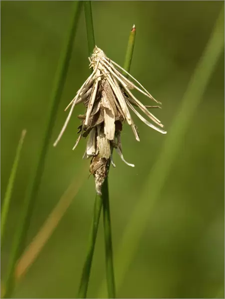 Larval (and pupal) case of bagworm, or psychid moth, constructed of plant fragments