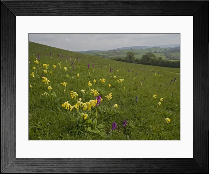 Framed Print : Flowers in a meadow Framed Print : Flowers in a meadow