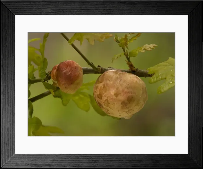 Framed Print : Oak apple galls, on oak; caused by a gall wasp Framed Print : Oak apple galls, on oak; caused by a gall wasp