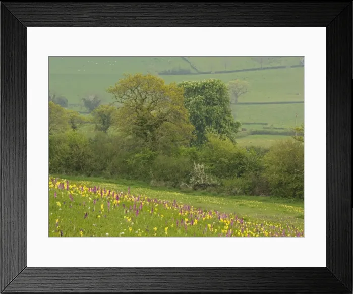 Framed Print : Flowers in a meadow Framed Print : Flowers in a meadow