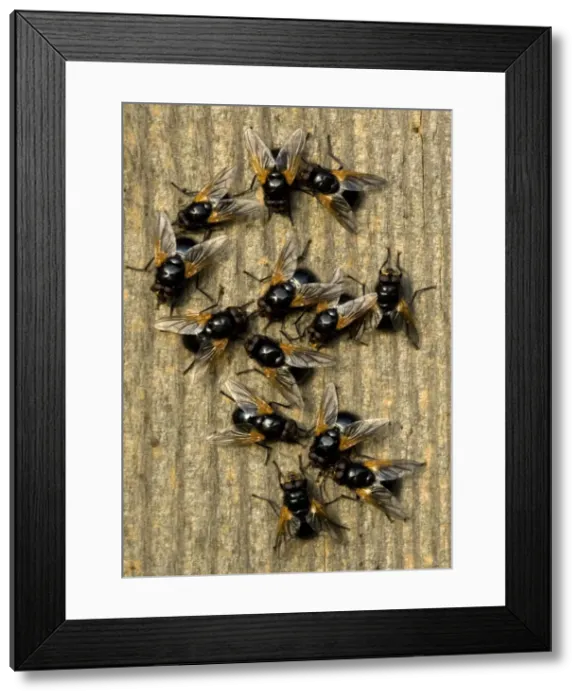 Framed Print : Muscid Flies Framed Print : Muscid Flies