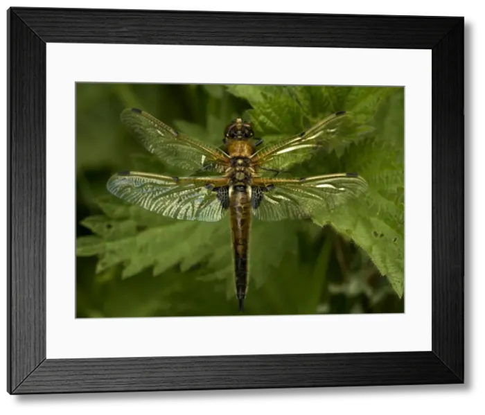 Framed Print : Four-Spotted Chaser Framed Print : Four-Spotted Chaser