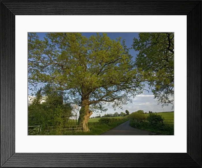 Framed Print : Old Oak Tree - By country lane. Near Malvern, Worcestershire. UK Framed Print : Old Oak Tree - By country lane. Near Malvern, Worcestershire. UK