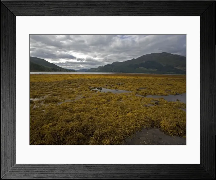 Framed Print : Seaweed. ROG-11555. Seaweed. Scotland. Ascophyllum nodosum var Framed Print : Seaweed. ROG-11555. Seaweed. Scotland. Ascophyllum nodosum var