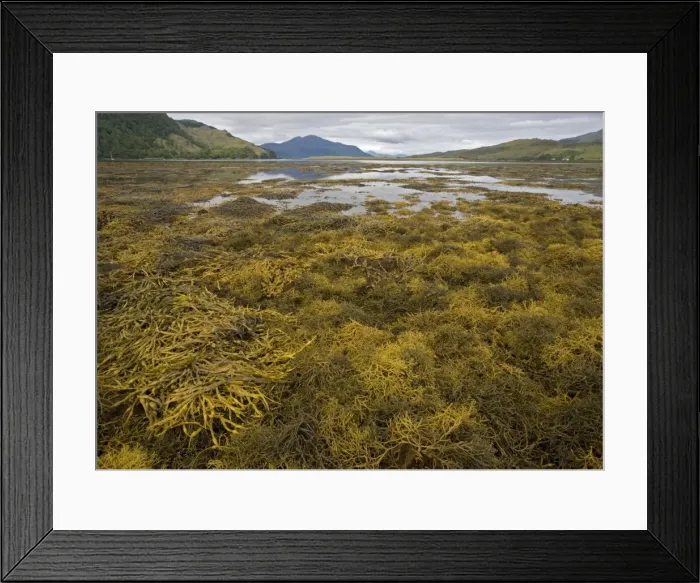 Framed Print : Seaweed. ROG-11560. Seaweed. Scotland. Ascophyllum nodosum var Framed Print : Seaweed. ROG-11560. Seaweed. Scotland. Ascophyllum nodosum var
