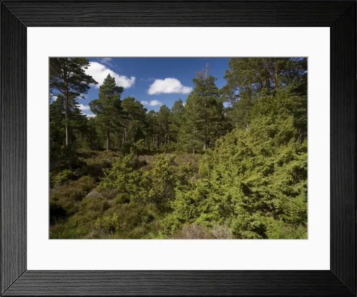 Framed Print : Mixed Woodland Framed Print : Mixed Woodland