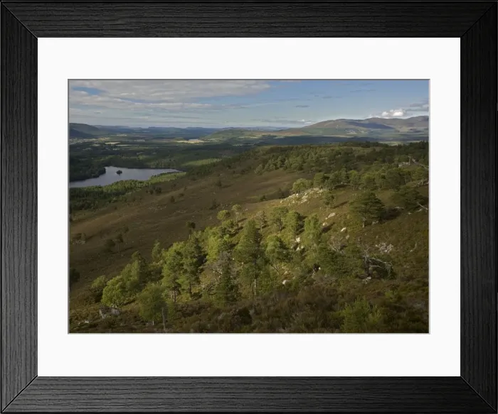 Framed Print : Scots Pine trees Framed Print : Scots Pine trees