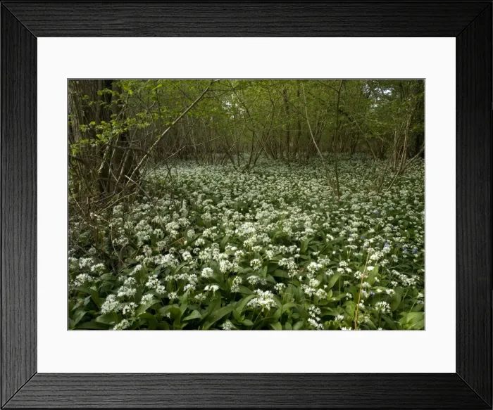 Framed Print : Mass of wild garlic (or ramsons) flowering in ancient coppice woodland Framed Print : Mass of wild garlic (or ramsons) flowering in ancient coppice woodland