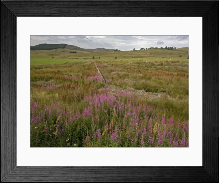 Framed Print : ROG-11585 Rosebay Willowherb Scotland Framed Print : ROG-11585 Rosebay Willowherb Scotland