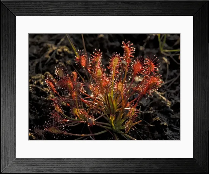 Framed Print : Sundew. ROG-11597. Sundew. UK. Drosera intermedia Framed Print : Sundew. ROG-11597. Sundew. UK. Drosera intermedia