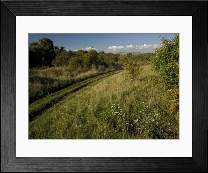 Framed Print : Grassland. ROG-11602. Grassland - chalk downland Framed Print : Grassland. ROG-11602. Grassland - chalk downland