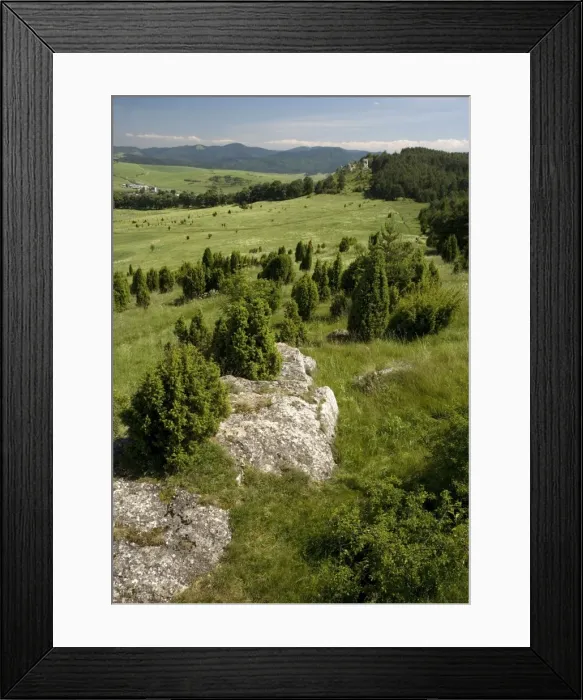 Framed Print : Drevenik Nature Reserve, on a Travertine ridge (a type of extensive tufa, like limestone). Slovakia. With masses of juniper trees Framed Print : Drevenik Nature Reserve, on a Travertine ridge (a type of extensive tufa, like limestone). Slovakia. With masses of juniper trees
