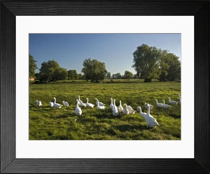 Framed Print : Domestic Geese - In field Framed Print : Domestic Geese - In field