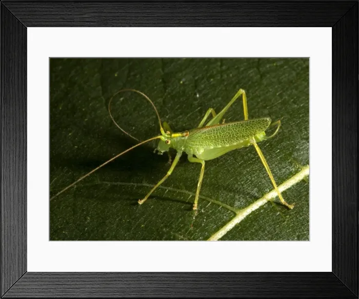 Framed Print : Oak Bush Cricket Framed Print : Oak Bush Cricket