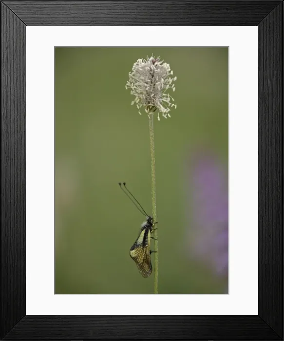 Framed Print : Ascalaphid (related to lacewings) roosting on hoary plantain, at dawn. Predatory insect Framed Print : Ascalaphid (related to lacewings) roosting on hoary plantain, at dawn. Predatory insect