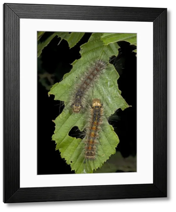 Framed Print : Caterpillars of the nut-tree tussock moth, on hornbeam leaf Framed Print : Caterpillars of the nut-tree tussock moth, on hornbeam leaf