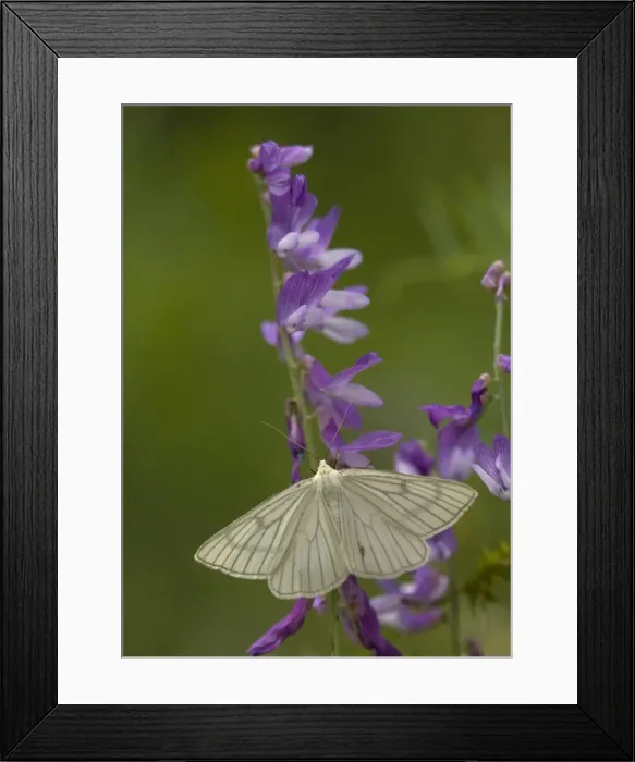 Framed Print : Black-veined moth. Very rare in UK Framed Print : Black-veined moth. Very rare in UK