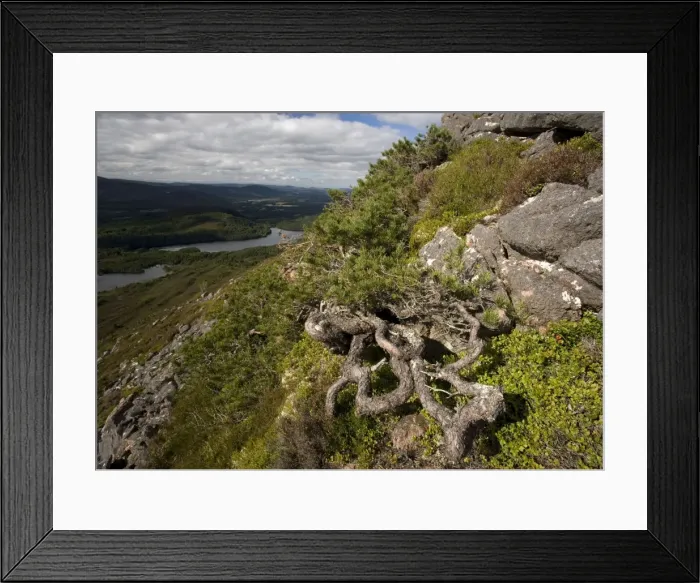 Framed Print : Scots Pine Framed Print : Scots Pine