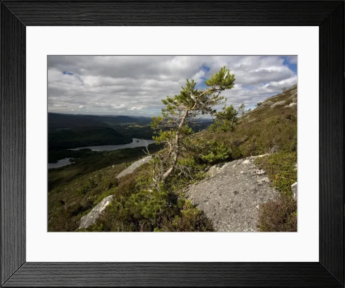 Framed Print : Scots Pine Framed Print : Scots Pine