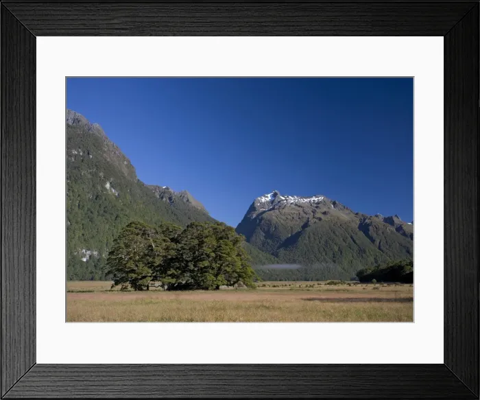 Framed Print : Silver Beech in Fiordland National Park near Milford; South Island, New Zealand Framed Print : Silver Beech in Fiordland National Park near Milford; South Island, New Zealand