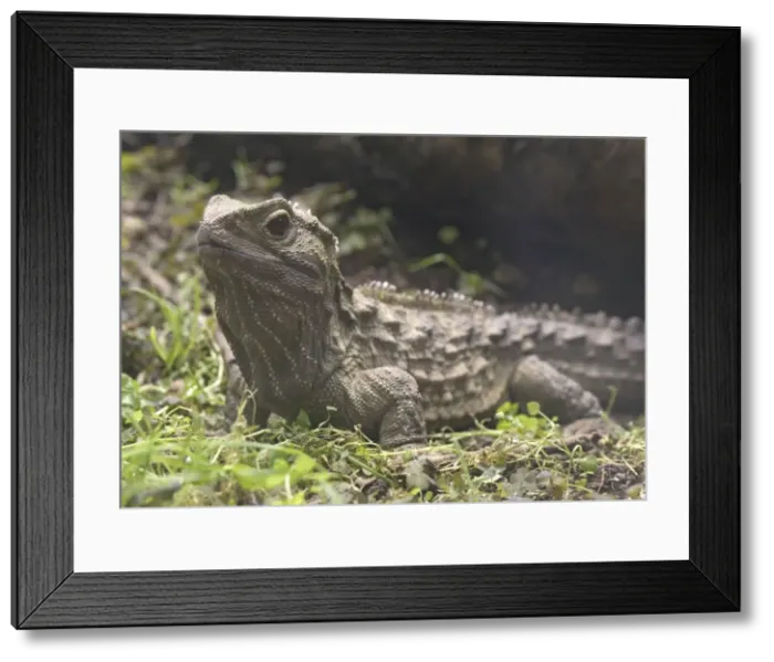 Framed Print : Tuatara -ancient lizard, distintly different from other groups. Endemic to New Zealand Framed Print : Tuatara -ancient lizard, distintly different from other groups. Endemic to New Zealand